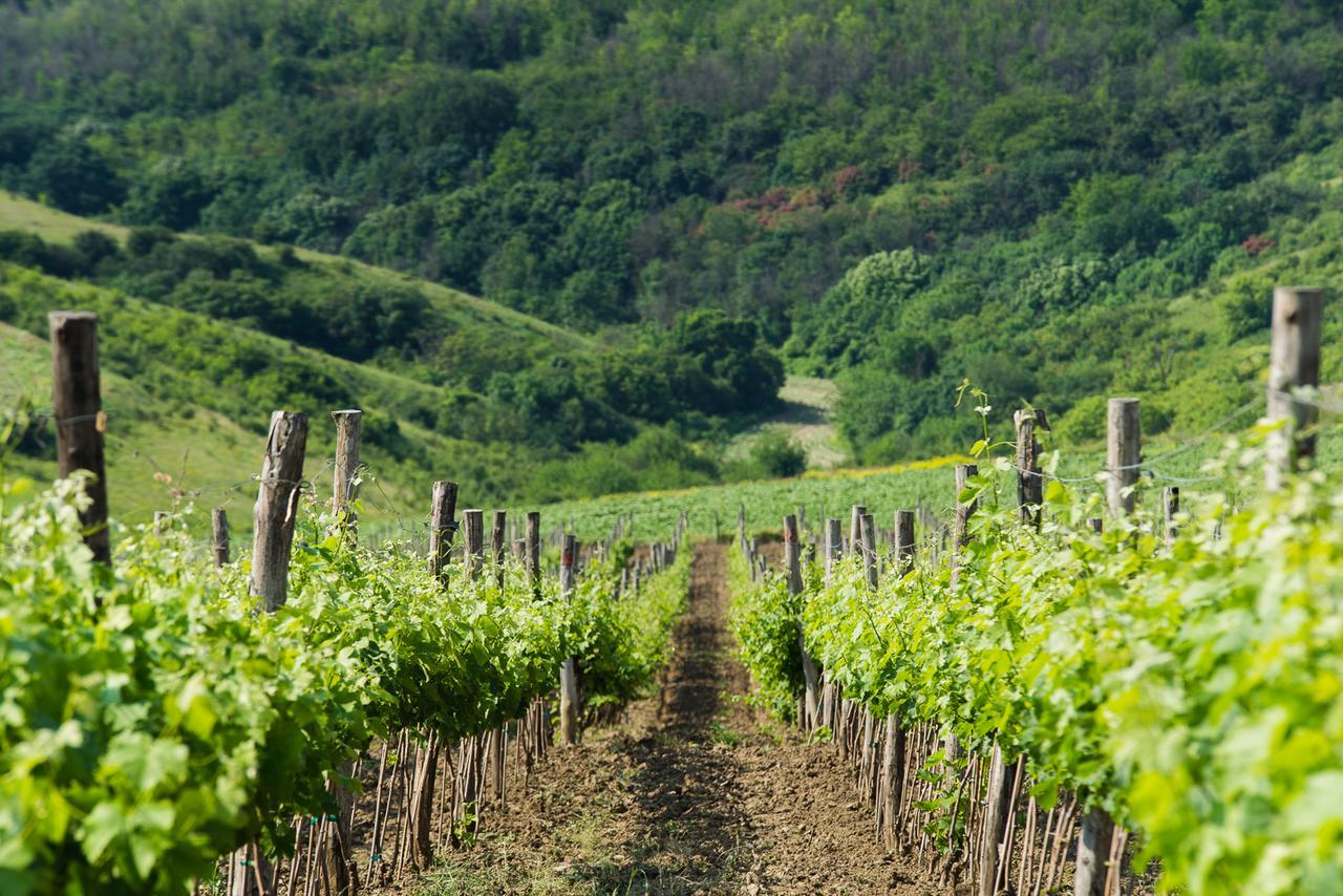 Seven Generations Winery Hotel Mechka المظهر الخارجي الصورة